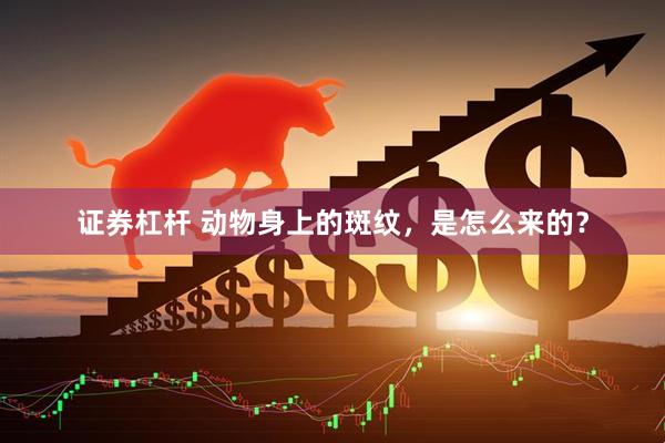 证券杠杆 动物身上的斑纹，是怎么来的？