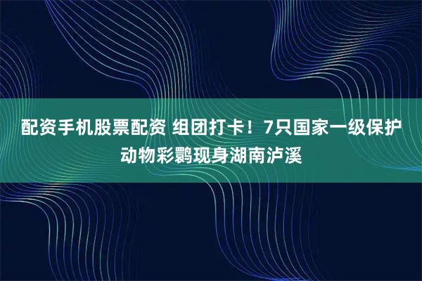 配资手机股票配资 组团打卡！7只国家一级保护动物彩鹮现身湖南泸溪